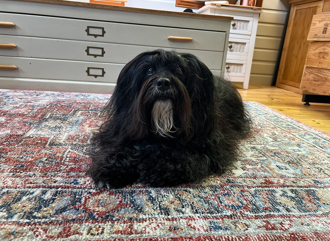 Lily the Tibetan Terrier in the studio