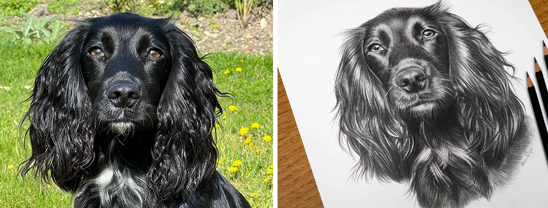 Reference photo showing a dog in natural light for a pencil pet portrait commission along with the portrait