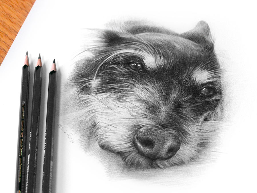 Pencil Pet Portraits Gallery