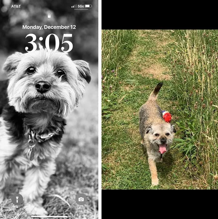 Send Original Full-Size Images for Pet Portraits Image illustrating why to avoid screenshots and send full-size, original image files directly from your camera or phone for best pet portrait results.