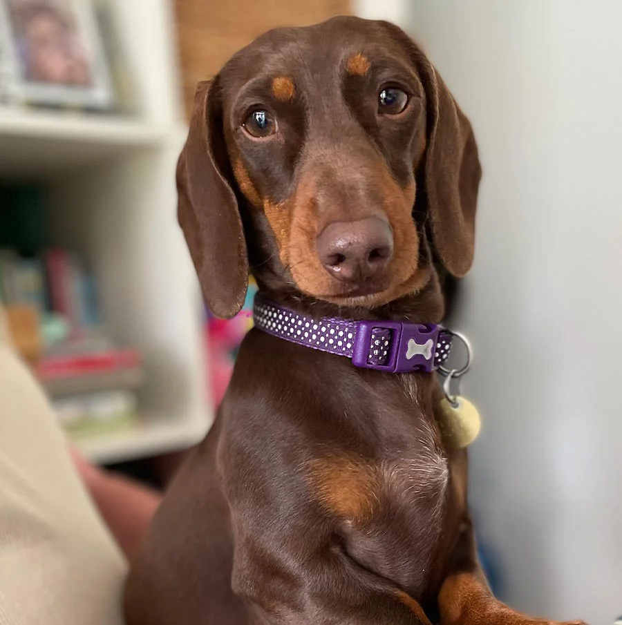 Pet Portraits Photography Tips - Step Back and Focus Mike's dog Kipper, a perfect example of a crisp, clear, and well-focused indoor photo taken with an iPhone 12, demonstrating good photography tips for pet portraits.