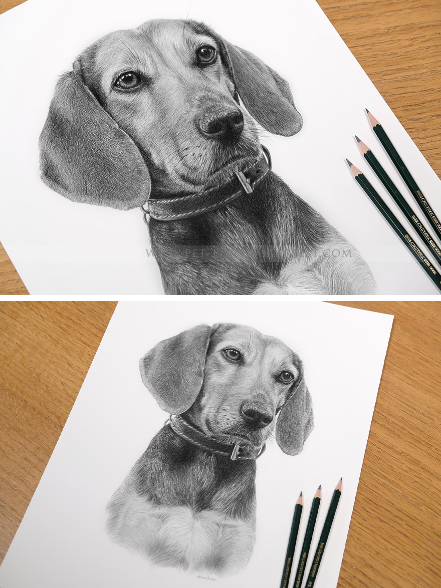 Latest Pet Portraits