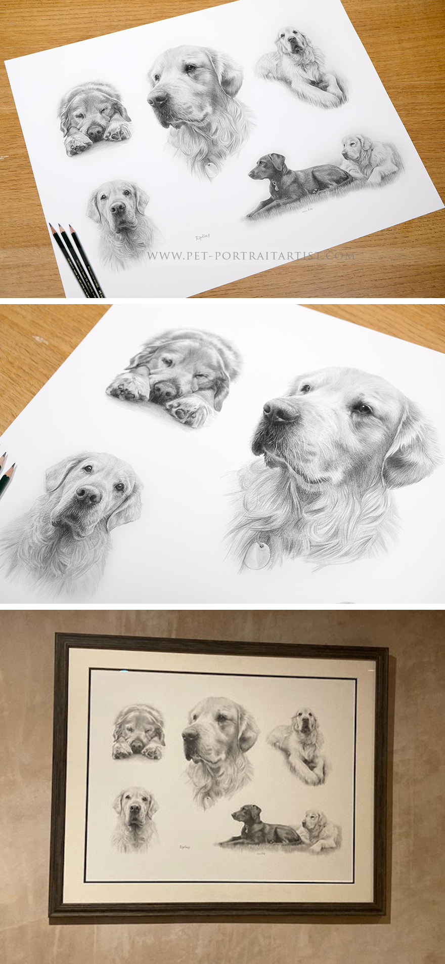 Latest Pet Portraits