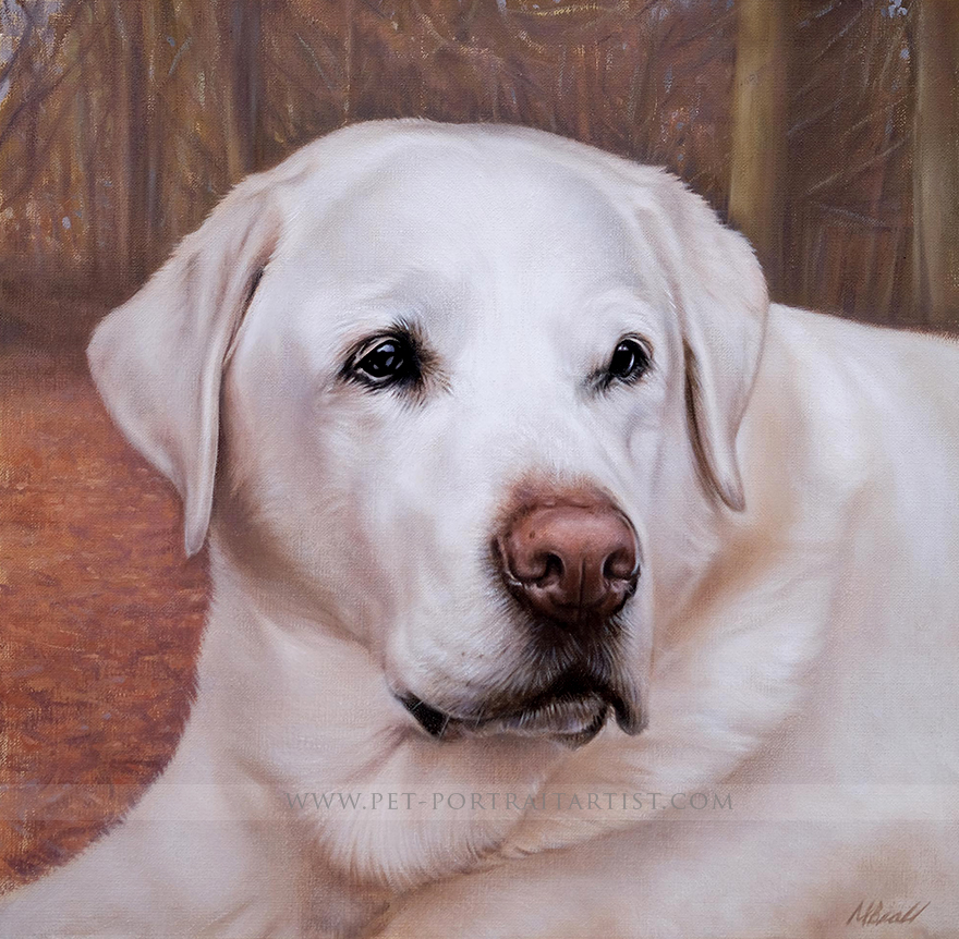 Latest Pet Portraits