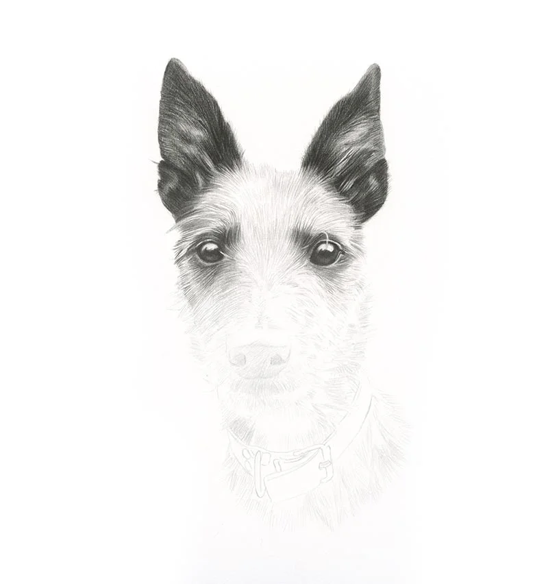 Pet portrait sketch in progress