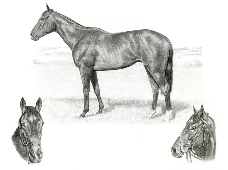 Charles – Horse Life Story Portrait in Pencil Charles the horse drawn in pencil as a Life Story Portrait, highlighting his elegance and personality.