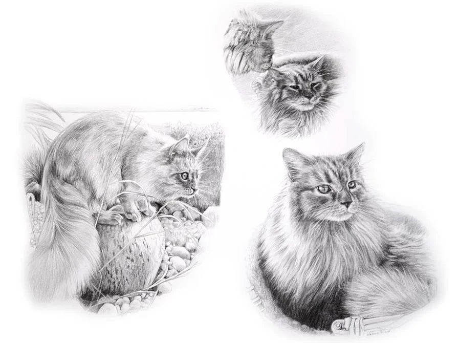 Archie and Roly – Pencil Cat Life Story Portrait Life Story cat portrait of Archie and Roly in pencil, capturing their personalities and connection.