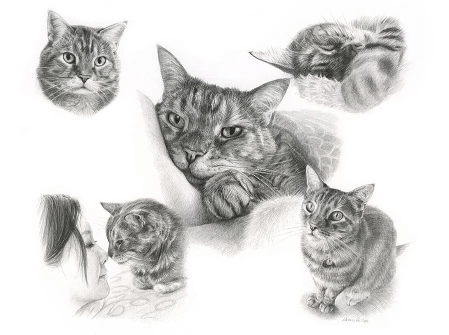 Gilli - A treasured feline friend's precious moments Gilli's tender Life Story drawing capturing this sweet cat's personality in beautiful detail