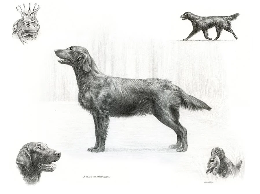 Frog – Flat-Coated Retriever Life Story Portrait in Pencil Flat-Coated Retriever Life Story pencil portrait of Frog, showing her different expressions and memories.