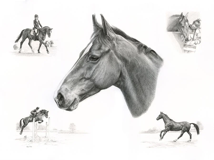 Rose - A majestic horse's story of grace and beauty Rose's graceful Life Story drawing showcasing this beautiful horse's elegance and spirit