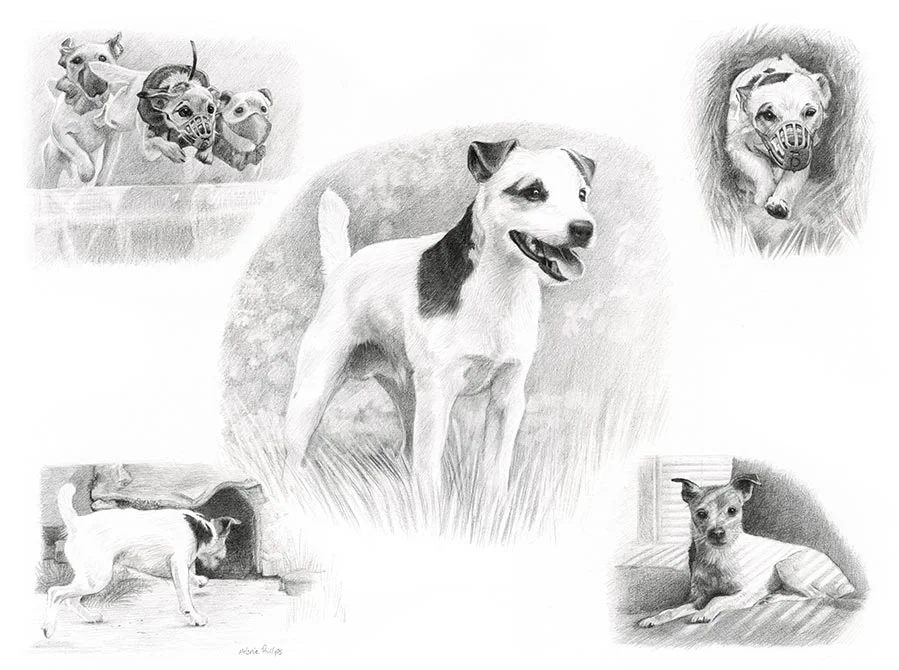 Dean - A charming Jack Russell's endearing personality Dean's charming Life Story drawing highlighting this lovable Jack Russell's unique character