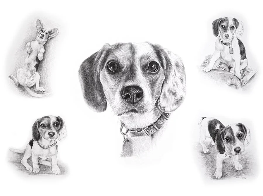 Vera - A gentle soul's story told through art Vera's gentle Life Story drawing showing this dear Beagle's endearing expressions