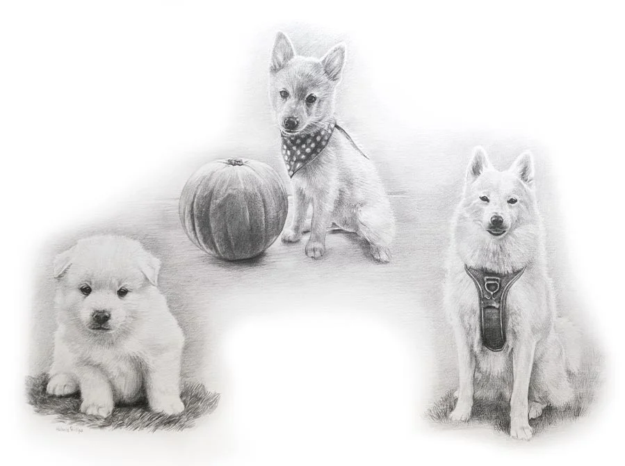 Khona - A beloved companion's journey captured in pencil Khona's loving Life Story drawing showing this cherished dog in multiple heartwarming poses