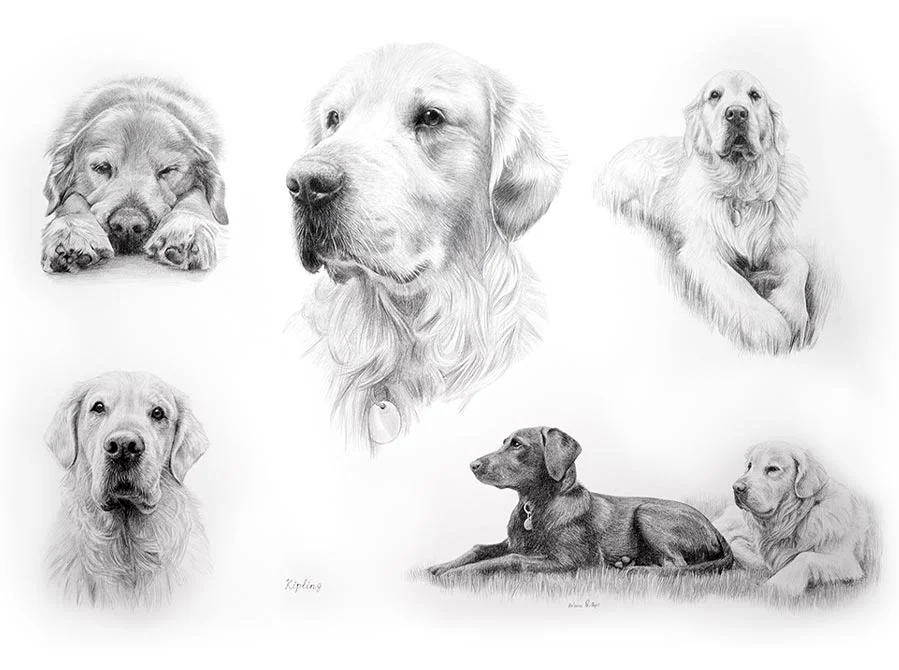 Kipling – Golden Retriever Life Story Portrait Drawing Kipling the Golden Retriever drawn in a Life Story pencil portrait by Melanie Phillips, showing his life in detail.