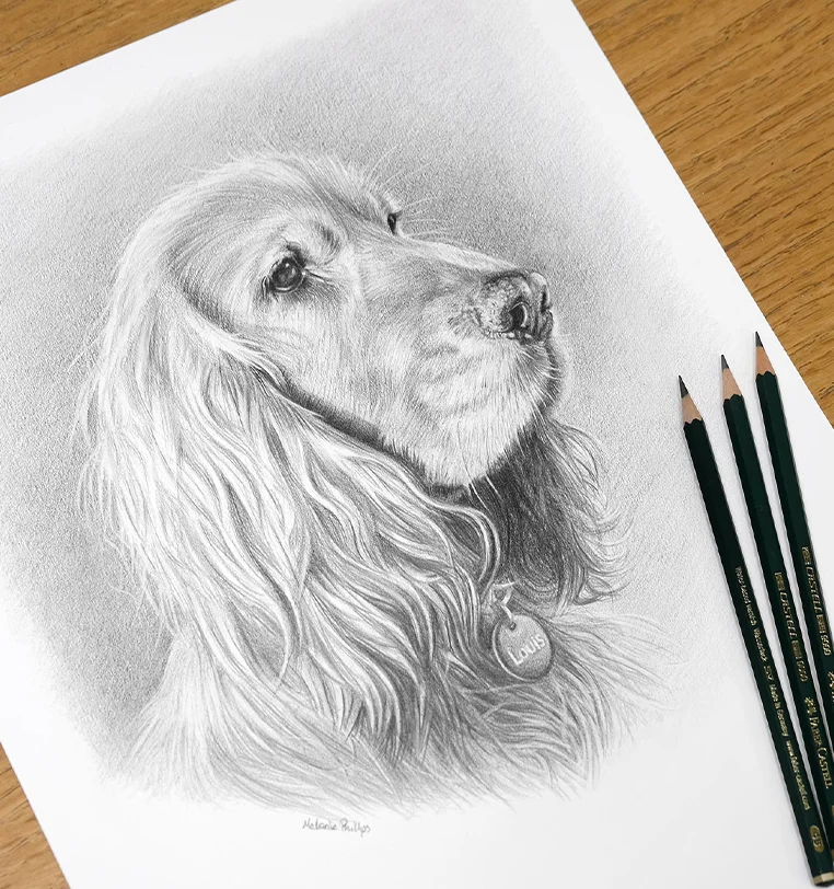 Louis, Memorial Pet Portrait - A Loving Tribute Memorial pet portrait in pencil with loving tribute to Louis