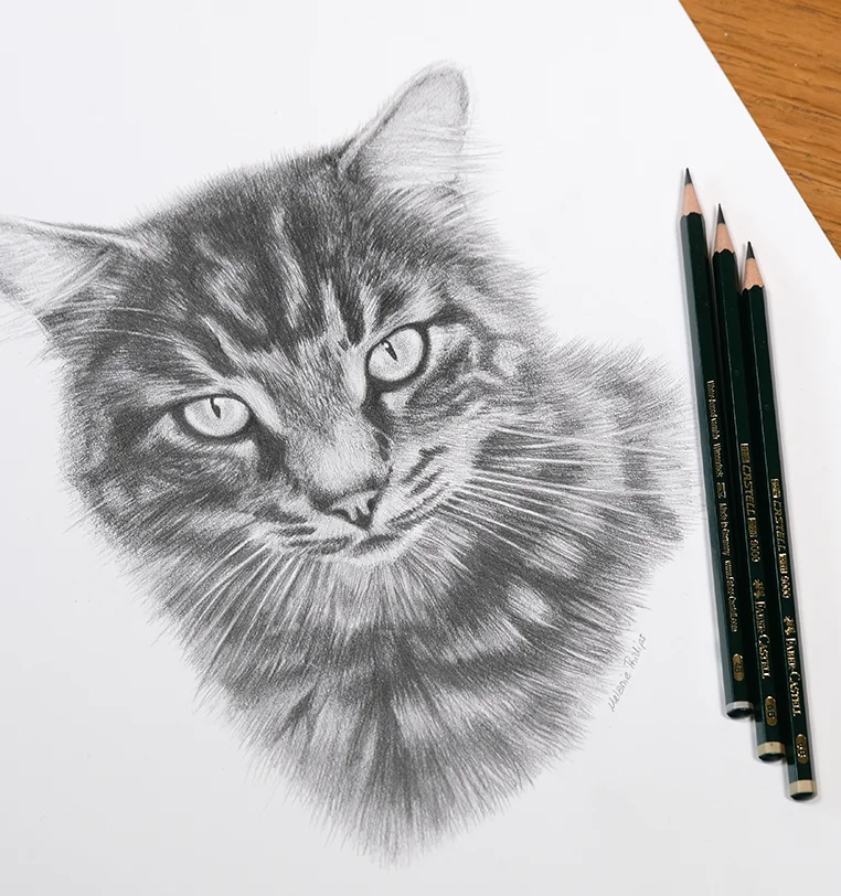 Memorial Cat Portrait - Faithful companion honored in pencil by Melanie Phillips Memorial cat portrait in pencil honoring faithful companion, beautiful tribute by Melanie Phillips