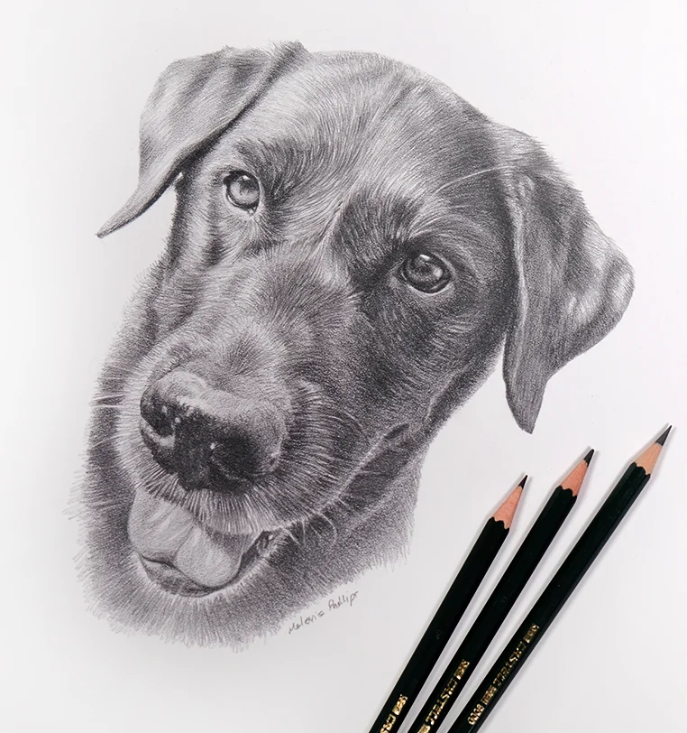 Memorial Dog Portrait - Joyful personality in pencil by Melanie Phillips Memorial dog portrait in pencil showing joyful personality, heartwarming tribute by Melanie Phillips