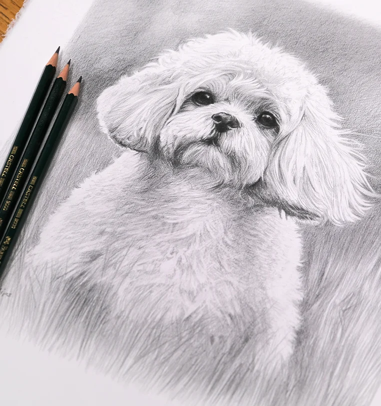 Memorial Pet Portrait - Lasting memory in pencil by Melanie Phillips Memorial pet portrait in pencil creating lasting memory, precious tribute by Melanie Phillips