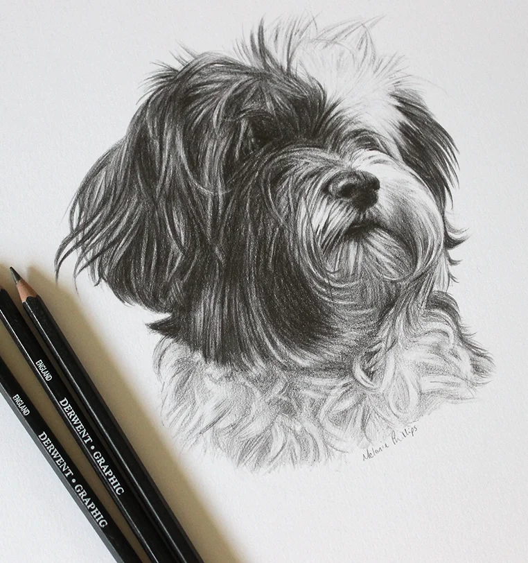 Memorial Dog Portrait - Beautiful pencil tribute drawing by Melanie Phillips Memorial pet portrait in pencil of beloved dog, hand-drawn tribute by Melanie Phillips