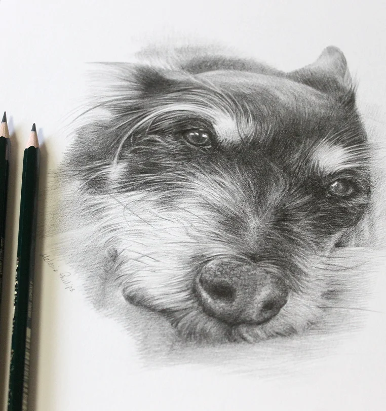 Memorial Dog Portrait - Unique memorial by Melanie Phillips Memorial dog portrait in pencil, touching tribute by Melanie Phillips