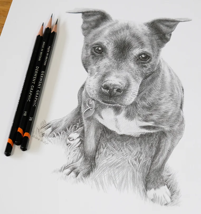 Memorial Pet Portrait - Honoring beloved companion in pencil by Melanie Phillips Memorial pet portrait pencil art honoring beloved companion, hand-drawn by Melanie Phillips