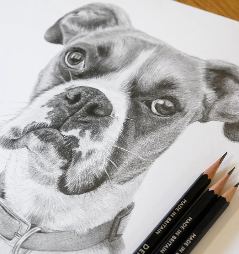 Memorial Pet Portrait - Celebrating life and love in pencil by Melanie Phillips Memorial pet portrait in pencil celebrating life and love, hand-drawn by Melanie Phillips