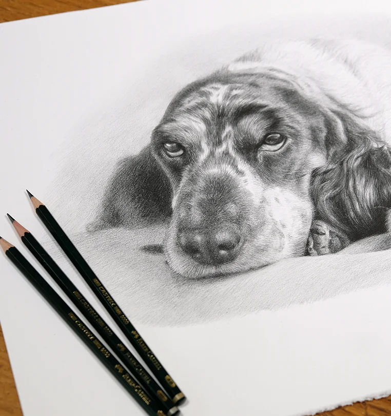 Memorial Dog Portrait - Gentle spirit captured in pencil by Melanie Phillips Memorial dog portrait in pencil capturing gentle spirit, touching tribute by Melanie Phillips