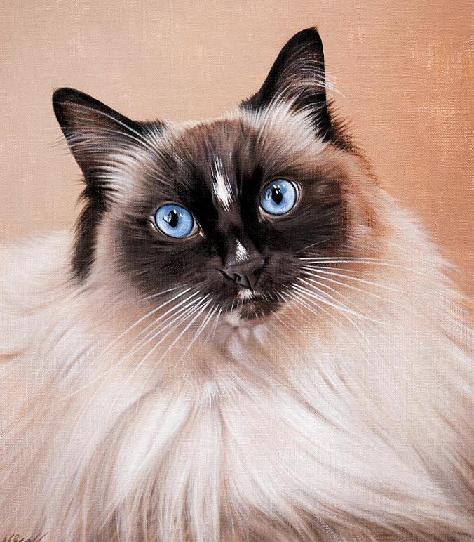 Oil painting of a Birman Cat