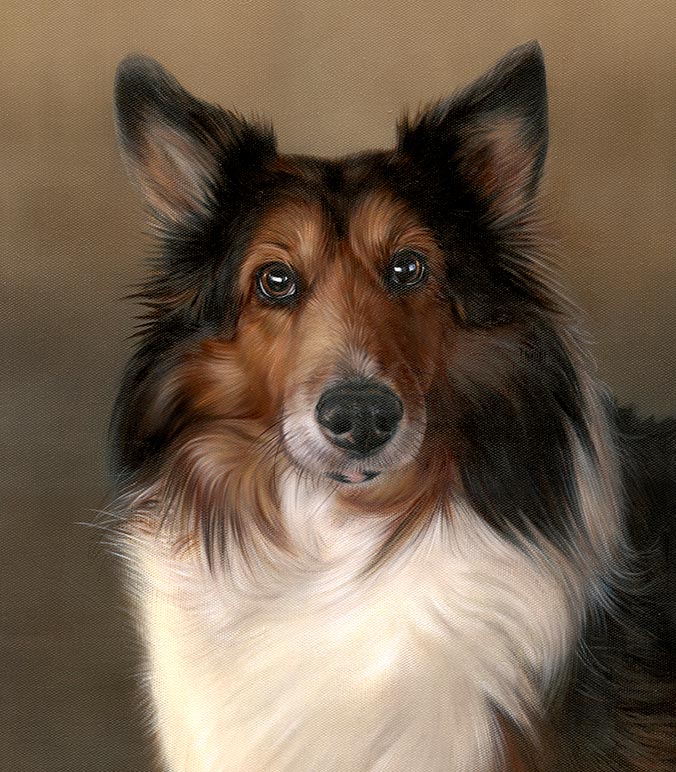 Oil painting of a Sheltie
