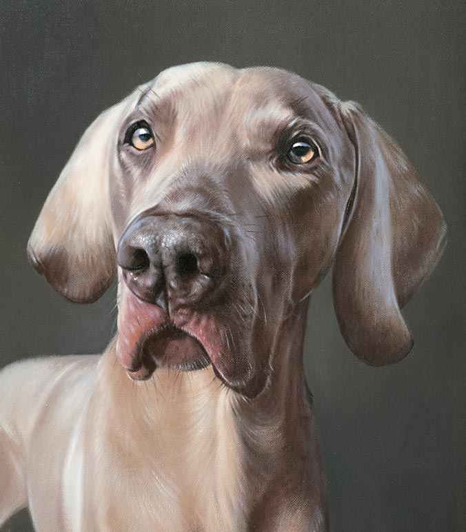Oil painting of a Weimaraner