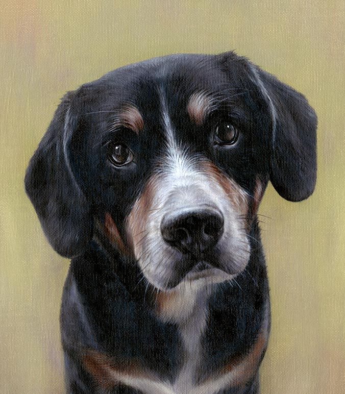 Oil painting of a Entlebutcher dog