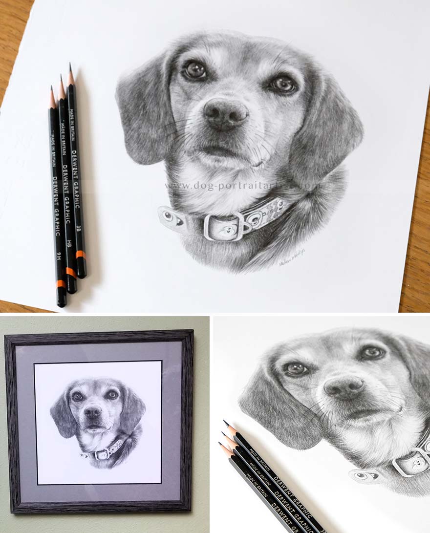 Beagle Dog Portraits
