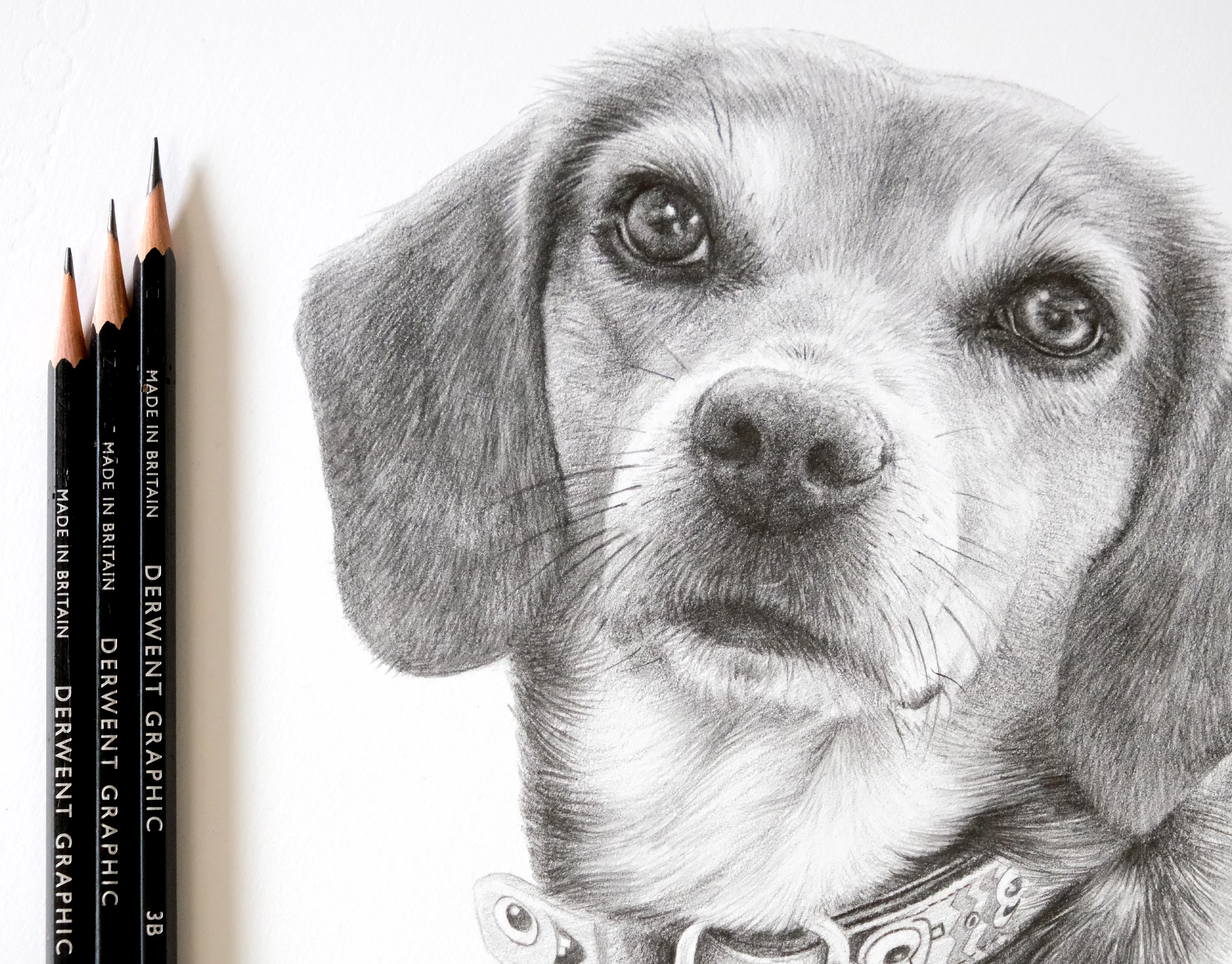 Graphite pencil portrait of a Beagle dog, Frannie, featuring her patterned collar, with Derwent pencils resting beside the artwork.