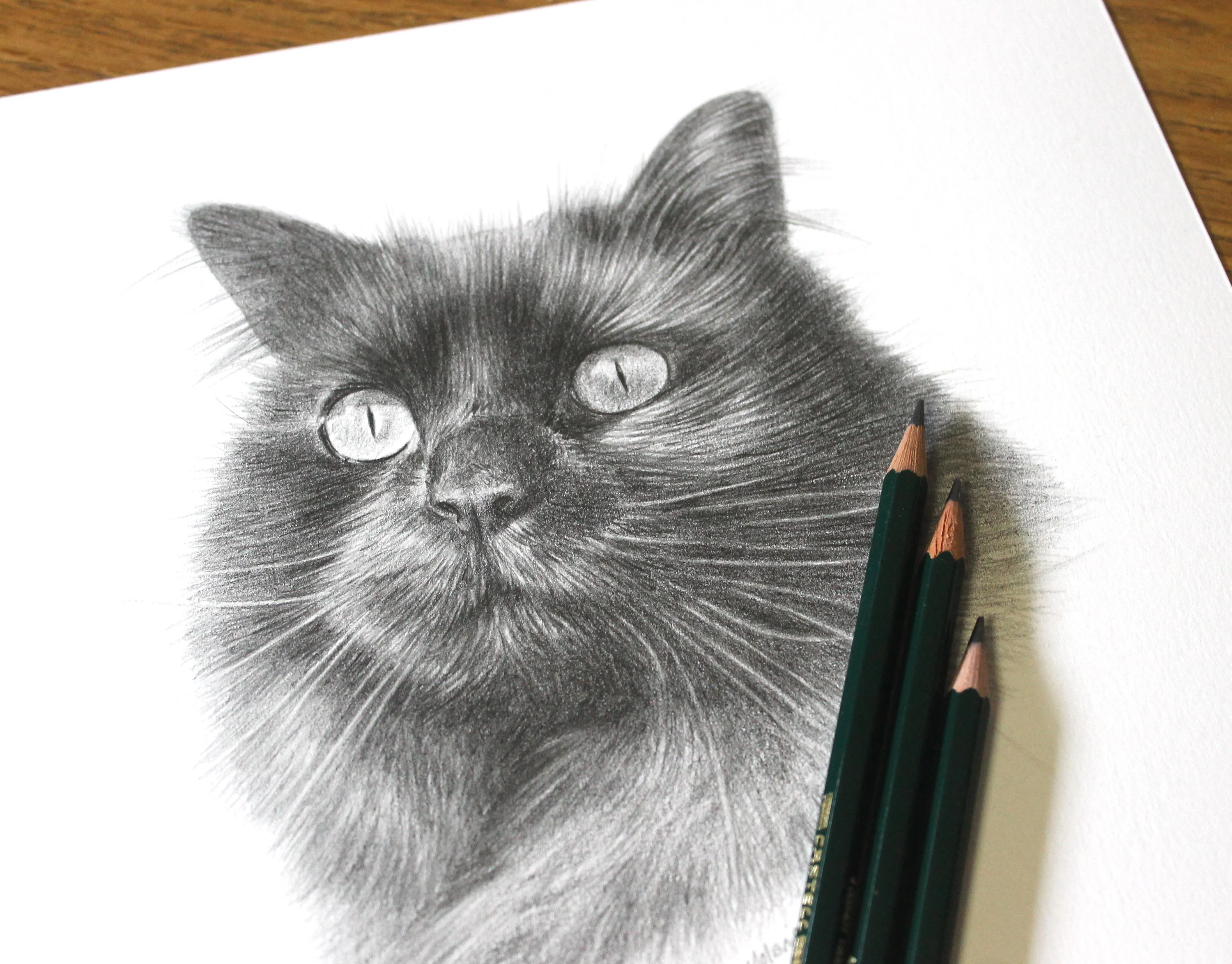 Lifelike pencil drawing of a long-haired black cat, Penny, with three dark green graphite pencils resting beside the artwork.