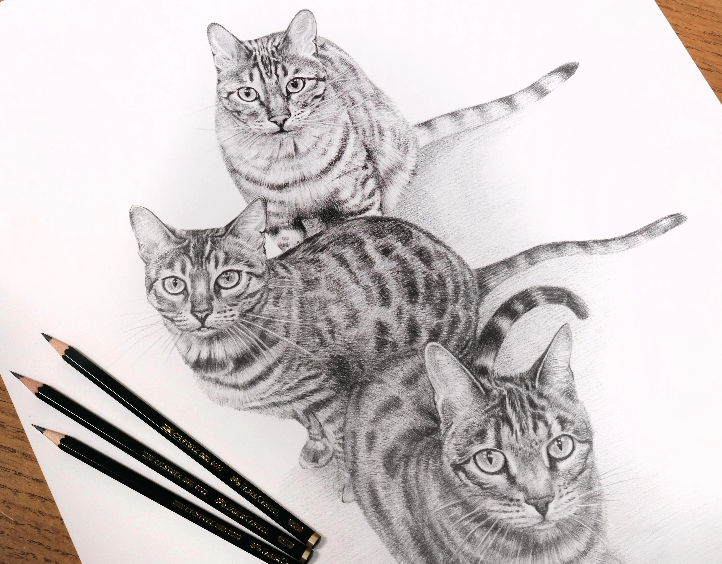 Pencil portrait montage of three cats (Lucy, Lily, and Leo), carefully drawn in graphite with lifelike detail by Melanie Phillips, capturing their individual personalities.