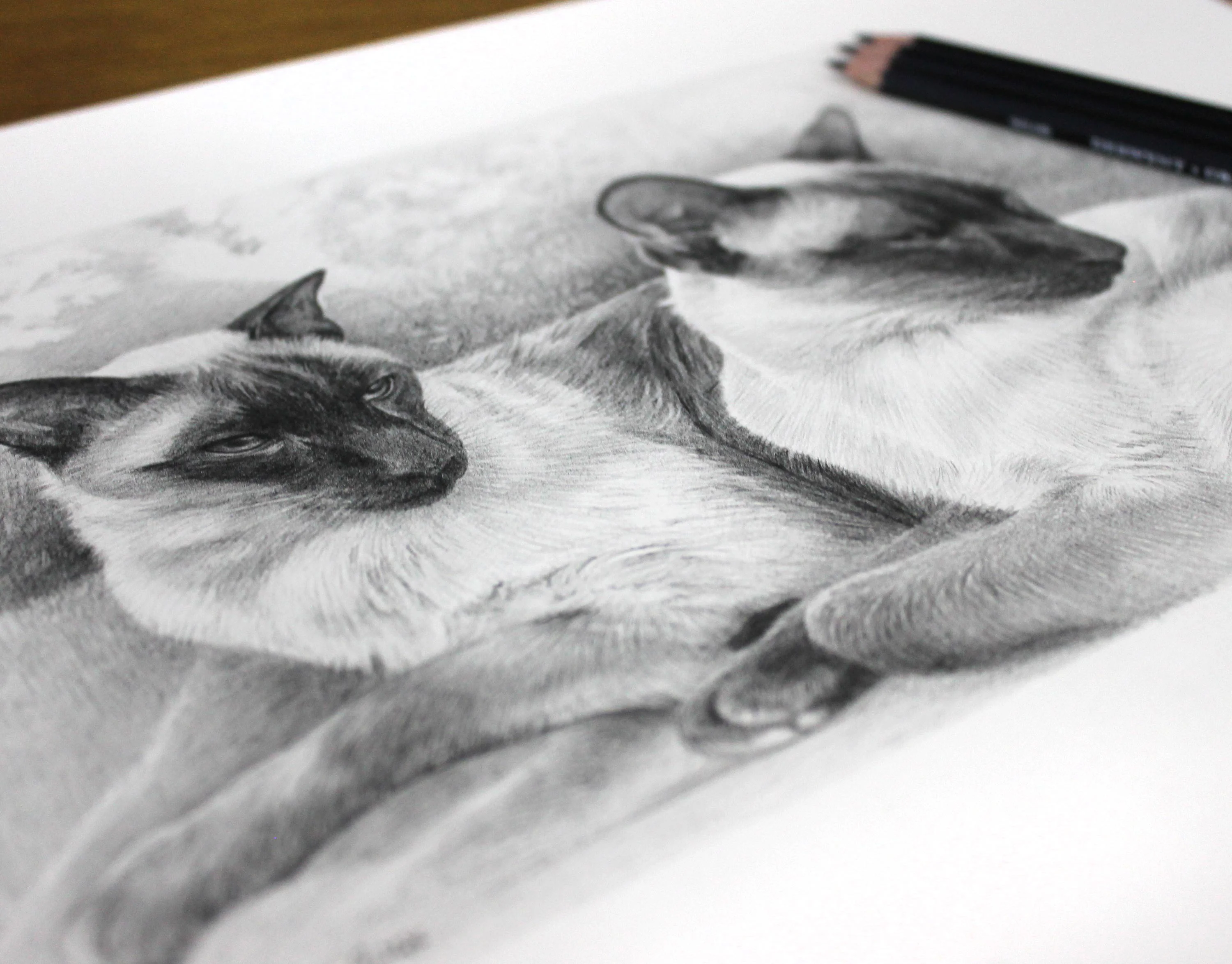Detailed pencil portrait of two Siamese cats, Tai and Chi, resting together in a relaxed pose, drawn in graphite.