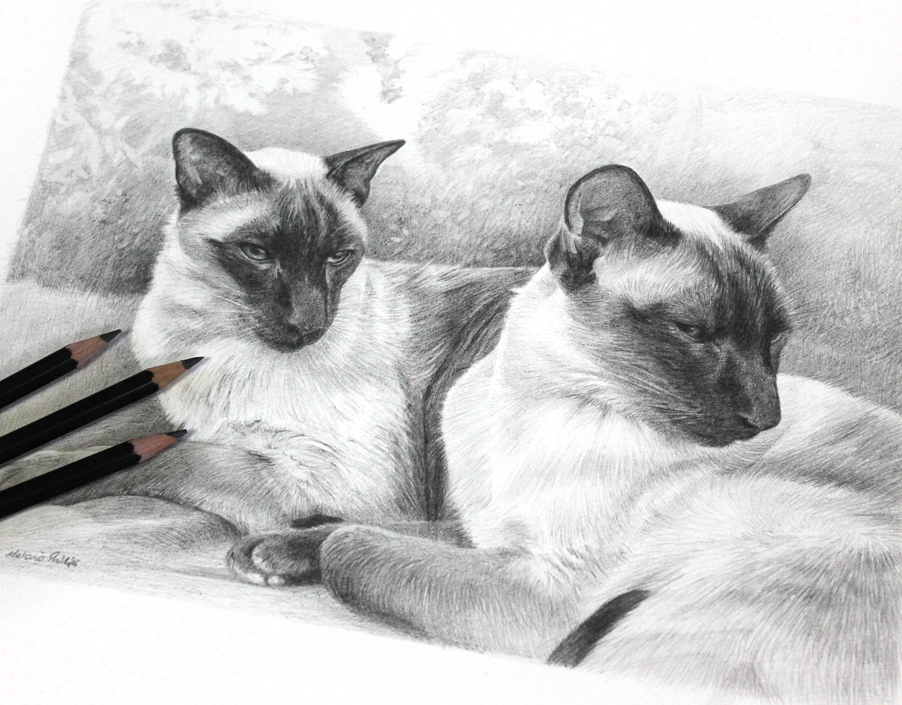 Classic pencil portrait of two Siamese cats, Tai and Chi, relaxing together on a soft cushion, showcasing their elegant forms.
