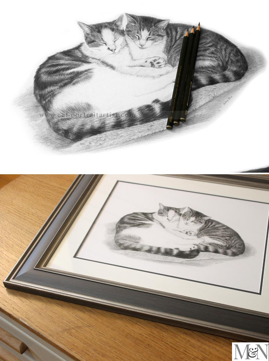 Cat Pet Portraits