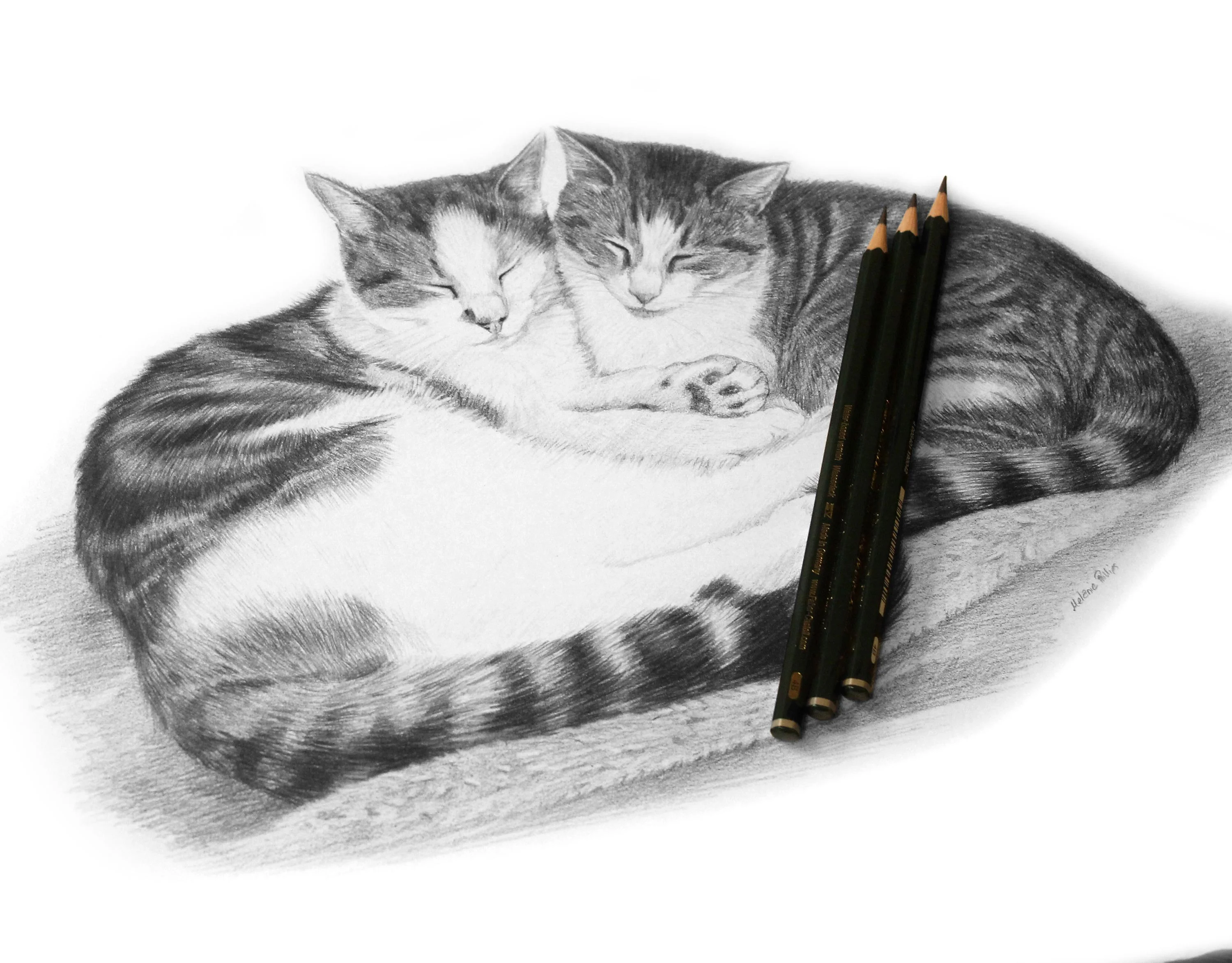 A realistic pencil drawing by Melanie Phillips, featuring two cats, Apache and Lynx, capturing their individual personalities.
