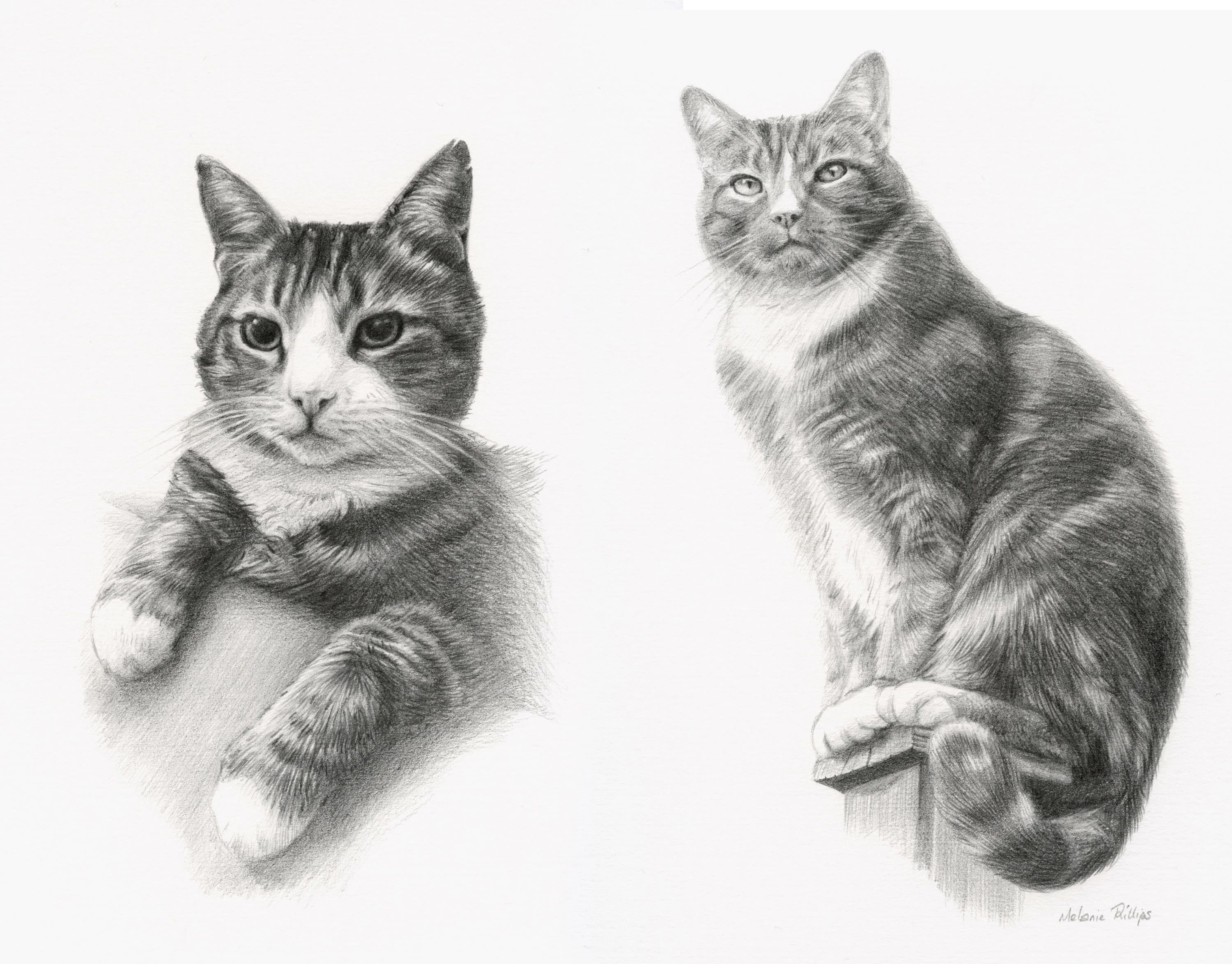 A beautiful pencil drawing of two cats side by side, Rufus and Floyd, created by Melanie Phillips, capturing their unique bond.