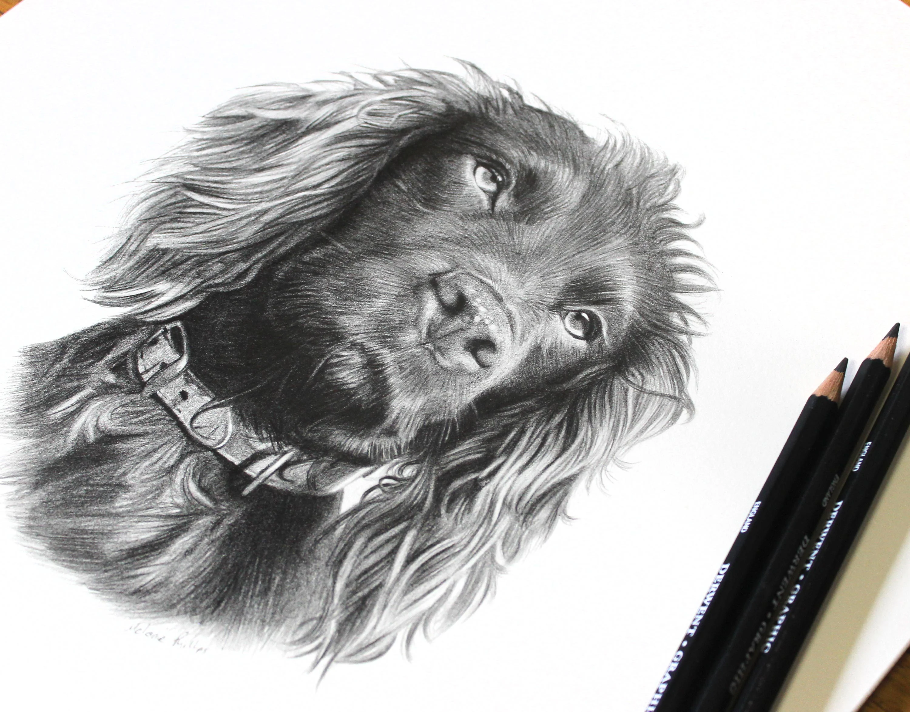 Close-up pencil drawing of a Cocker Spaniel, Moo, with Derwent pencils resting beside the artwork, highlighting the intricate details.