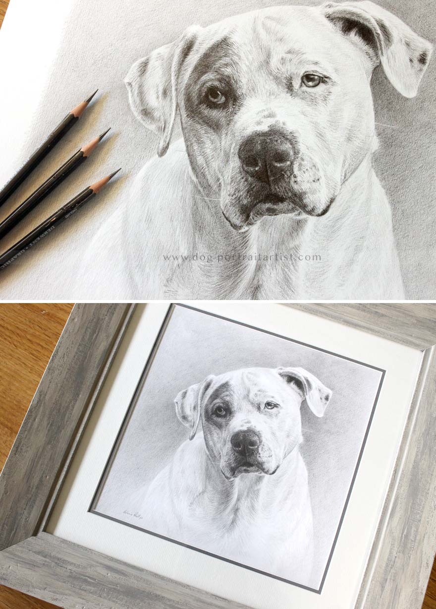 Dog Pencil Portraits