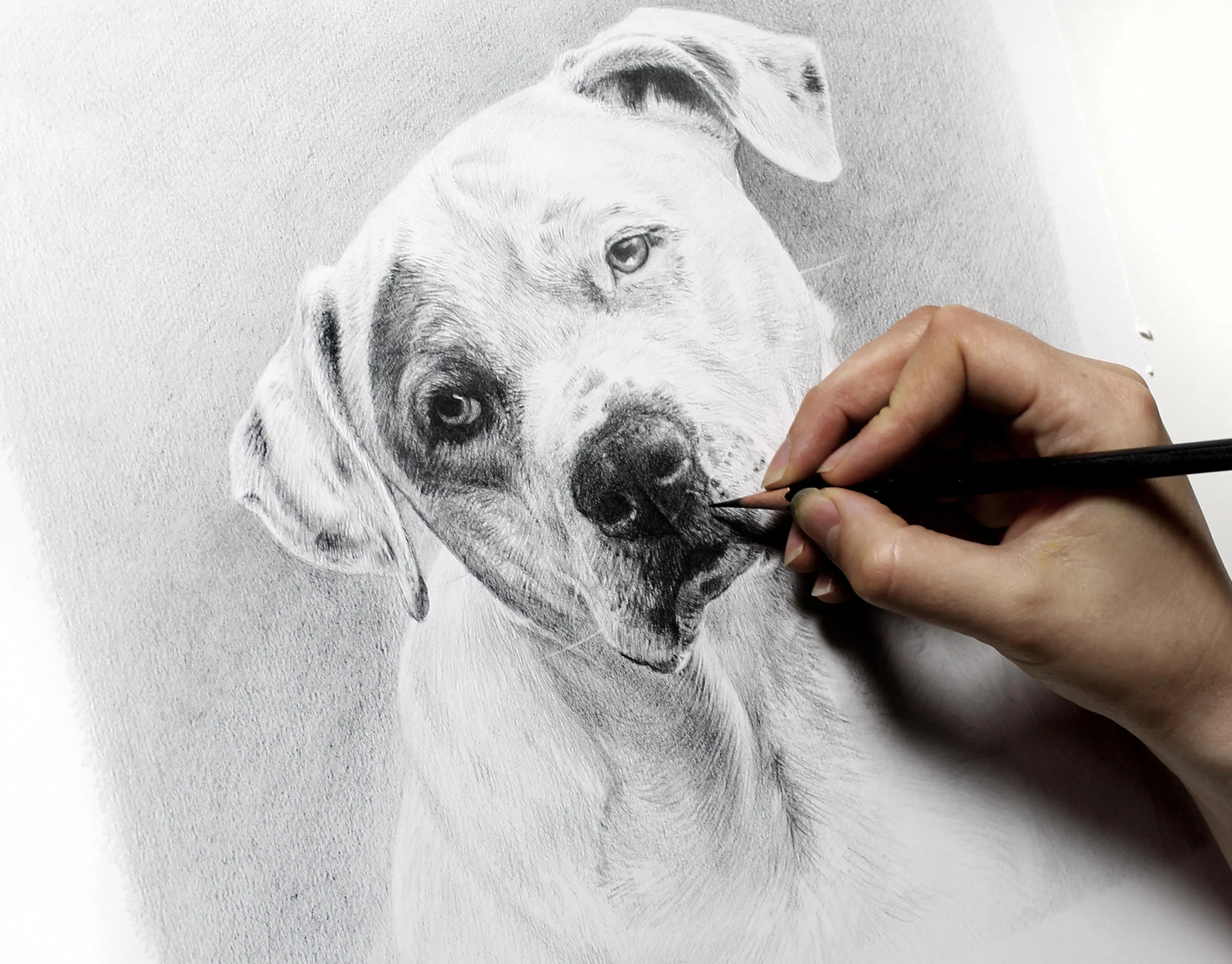Pencil drawing in progress of a white bulldog, Kilo, with soulful eyes, showing the artist sketching the nose in graphite.