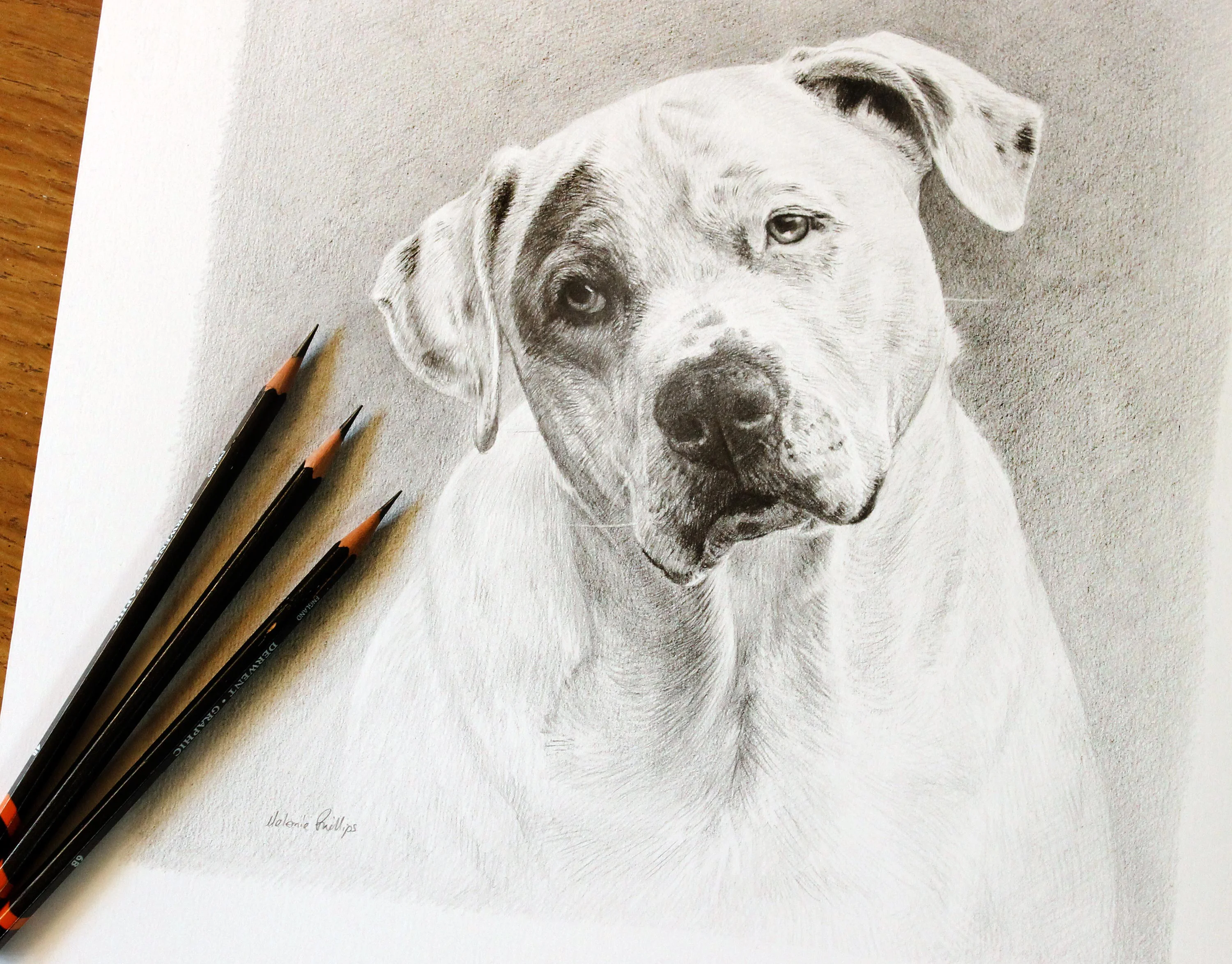 Realistic graphite pencil portrait of a white bulldog, Kilo, on textured paper, with three sharp Derwent pencils resting nearby.