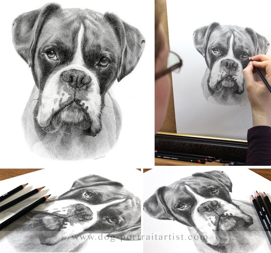 Dog Pet Portraits