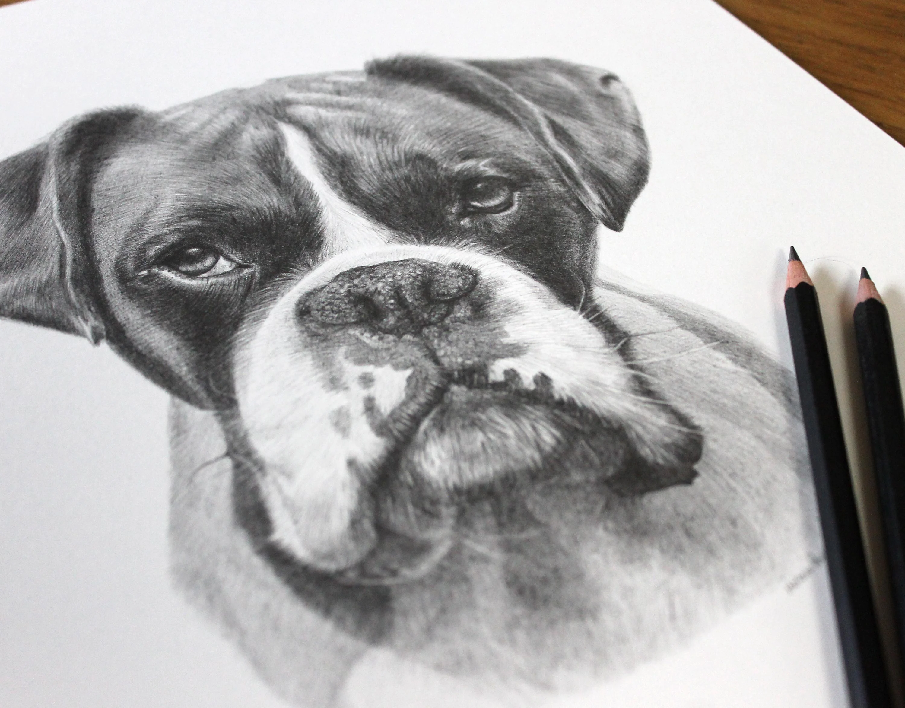 Realistic pencil drawing of a Boxer dog, capturing its expressive face and black and white markings.