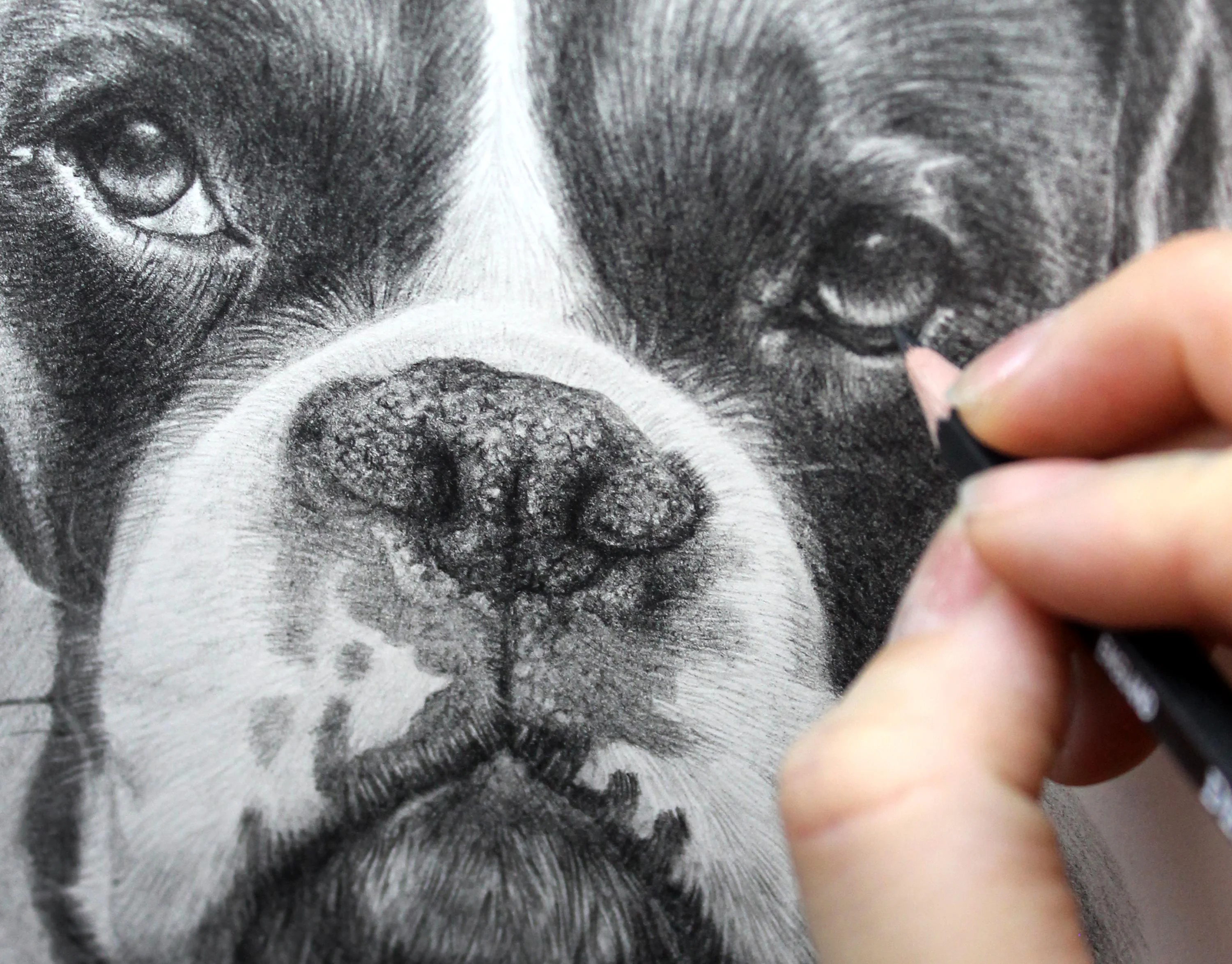 Close-up view of a Boxer pencil portrait in progress, showing the artist drawing the dog's eye with a graphite pencil.