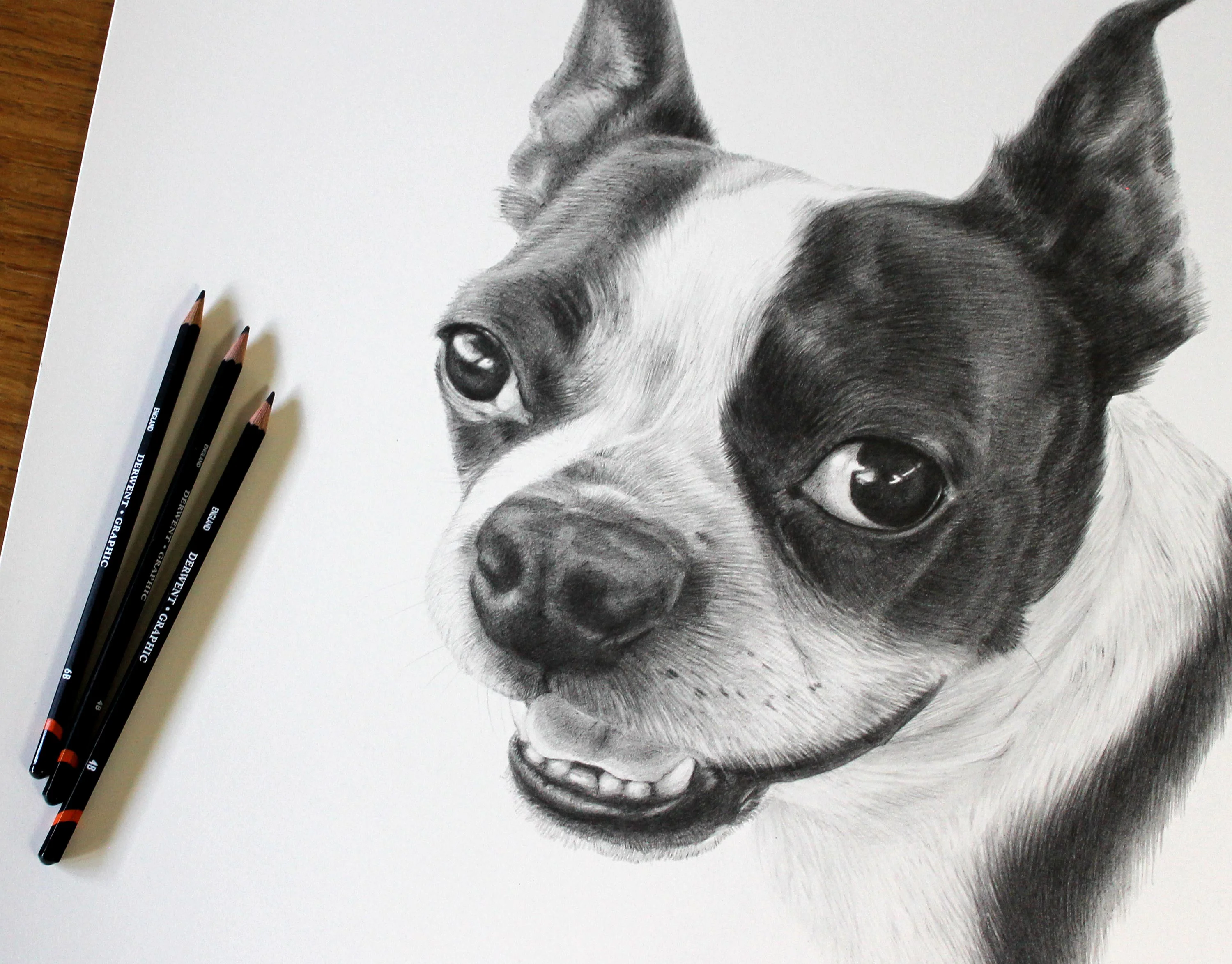 A detailed graphite pencil portrait of a Boston Terrier, Aspen, showcasing fine fur texture and alert expression.
