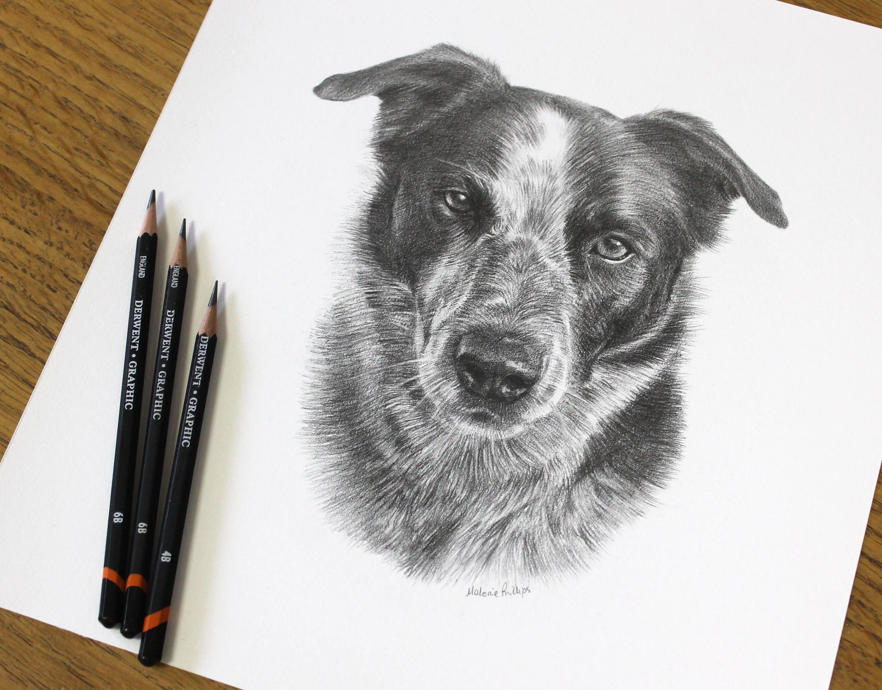 A detailed pencil drawing of Banjo, a Border Collie Cross, with visible Derwent Graphic Pencils beside the portrait, highlighting the artistry.