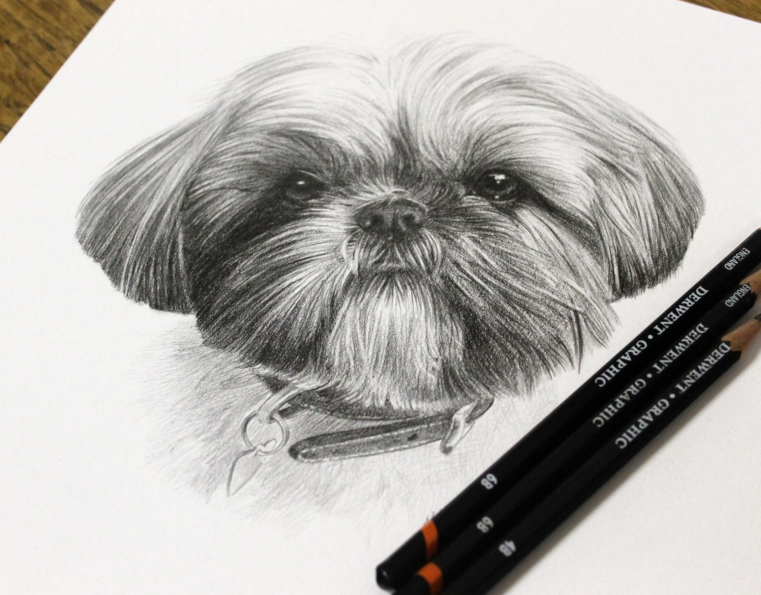 A lifelike pencil drawing of Betty, a Shih Tzu dog, meticulously captured by Melanie Phillips with realistic fur and expressive features.